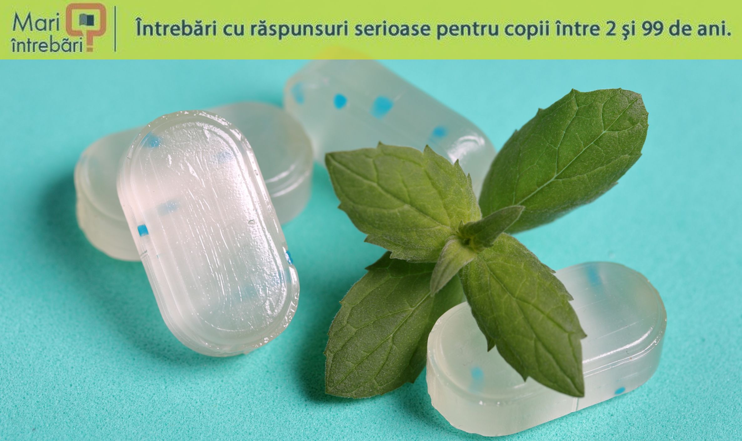 De ce mentă provoacă senzație de rece în gât și gură