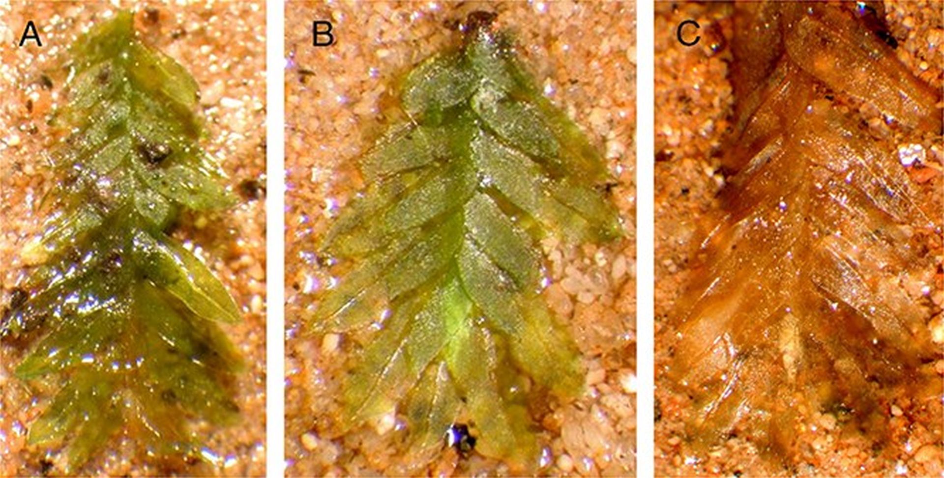 Mușchiul, un element aparent invisibil în peisajul criminalistic, a devenit recent piesa-cheie într-un caz sofisticat de profanare și furt de morminte în Statele Unite