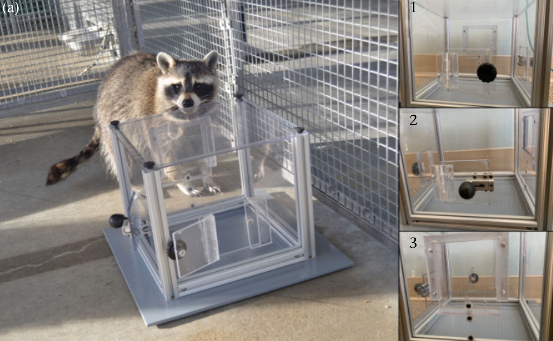 Ratonii, cunoscuți pentru vicleniile și năzbâtiile lor, continuă să surprindă lumea științifică, dovadă fiind un nou studiu care sfidează ideea că aceste animale sunt motivate doar de gustări sau de instinctul de a apuca orice obiect interesant