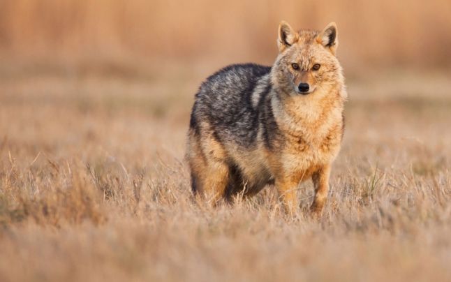 Locuitorii unui cartier din Arad se tem de șacali: “Noaptea, sunete sinistre”