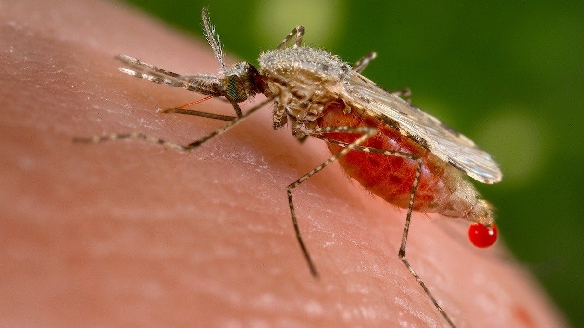 O descoperire surprinzătoare în lupta cu malaria, una dintre cele mai vechi și mai periculoase boli din lume, ar putea revolutiona tratamentele împotriva acesteia