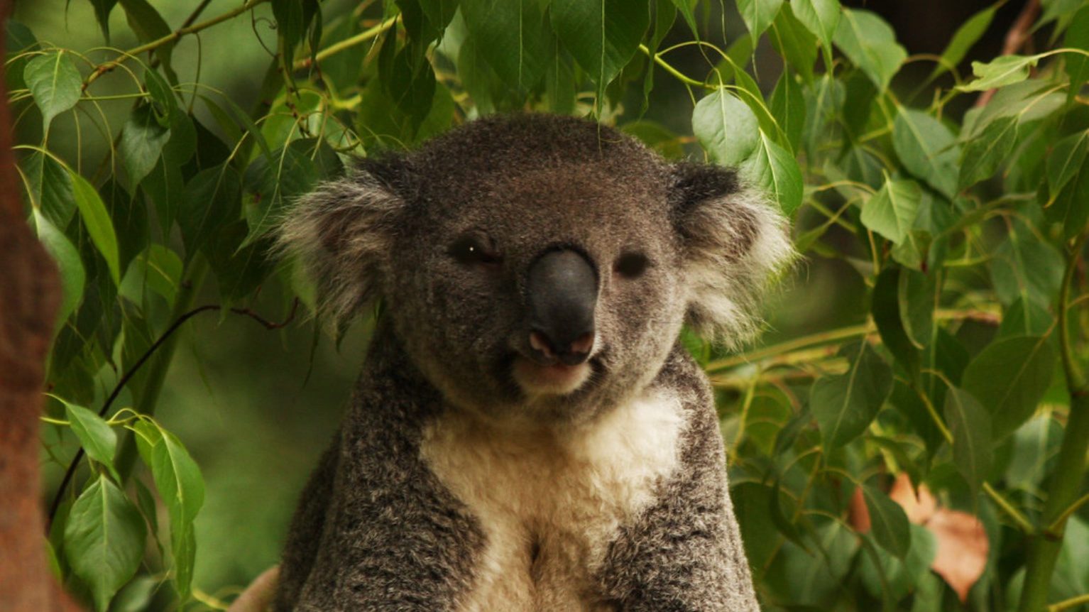 Ursuleții koala, simbol al biodiversității australiene, tratează cu succes perioada de criză în care se aflau pe marginea dispariției