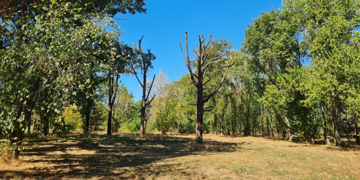 Atelier de întreținere a arborilor MATURI, în Parcul Tineretului din București