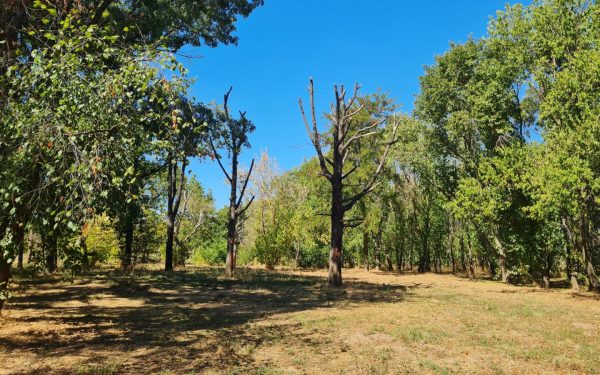 Atelier de întreținere a arborilor MATURI, în Parcul Tineretului din București