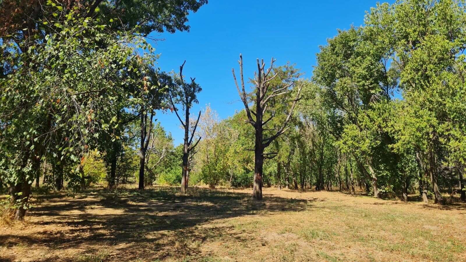 Atelier de întreținere a arborilor MATURI, în Parcul Tineretului din București