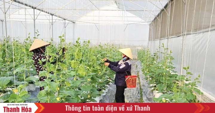 Provința Thanh Hoa devine un exemplu de dezvoltare a agriculturii de înaltă tehnologie, grație investițiilor semnificative și a eforturilor concertate pentru conectarea producătorilor la piețele moderne