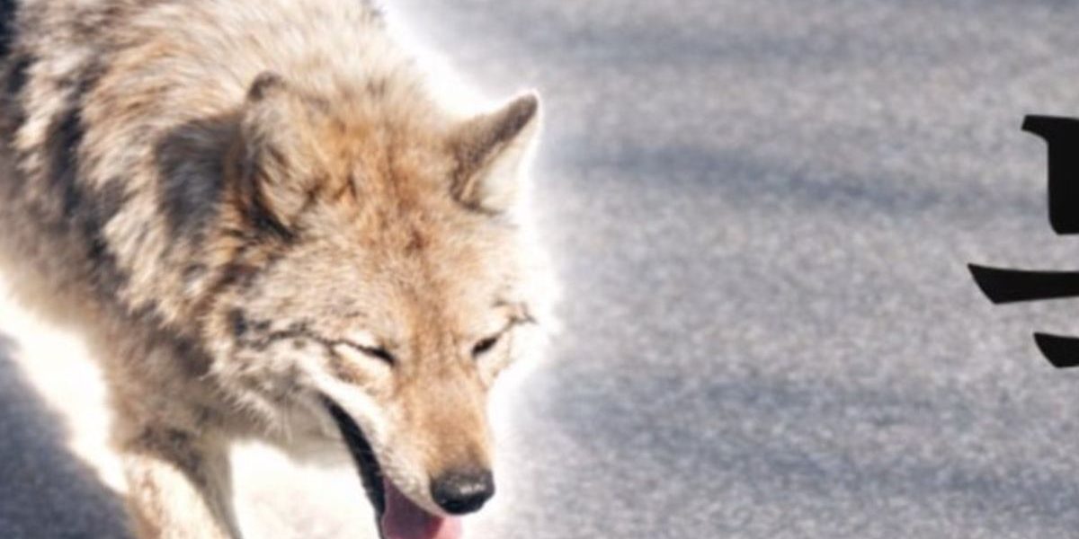 Coreea de Sud: Un bărbat, arestat pentru o poză IA cu un „lup fugar”