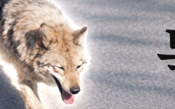 Coreea de Sud: Un bărbat, arestat pentru o poză IA cu un „lup fugar”