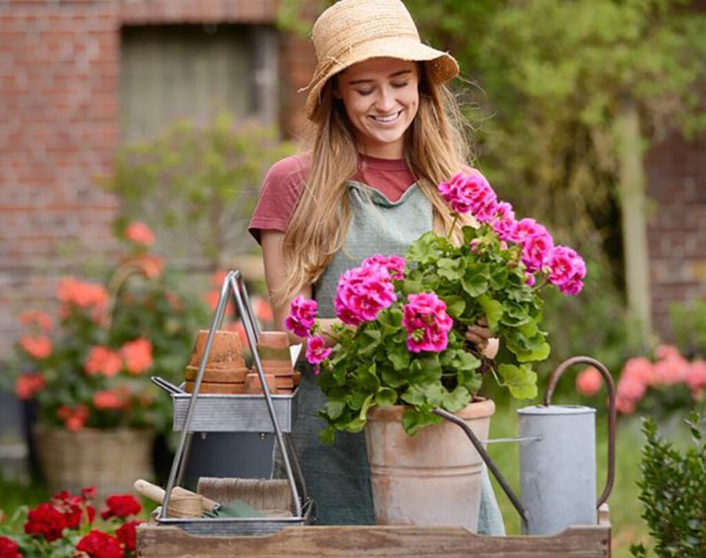 Mușcatele, Vedetele Balcoanelor, Revin în Forță Odată cu Primăvara Primăvara își intră în drepturi, iar mușcatele își fac din nou apariția pe balcoane și în grădini, aducând un strop de culoare și veselie după luni de iarnă
