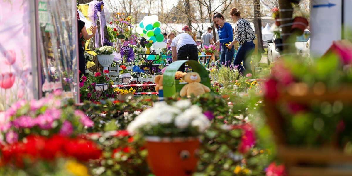 Simfonia Lalelelor, la Pitești: Florari din toată România, atracție majoră