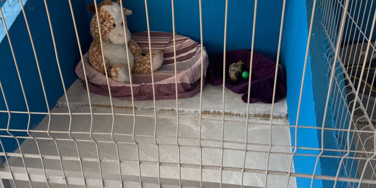 Adopții de căței: Primul centru public din Ilfov și-a deschis ușile