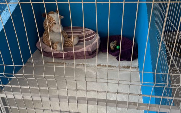 Adopții de căței: Primul centru public din Ilfov și-a deschis ușile