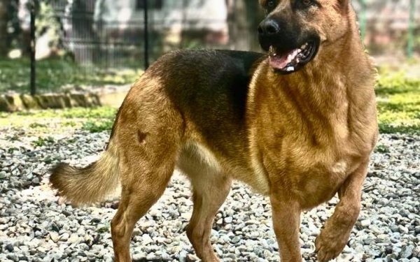 Cum îți petreci Duminica? Sondaj în România, de la Donald Trump la Mircea Lucescu