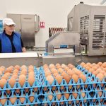 Toneli, gigantul ouălor, investește 40 mil. euro în România