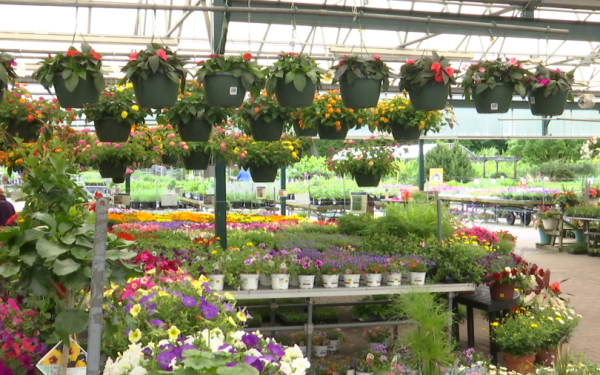 Grădinarii, alarmați: Gerul paște recoltele timpurii în Primăvară