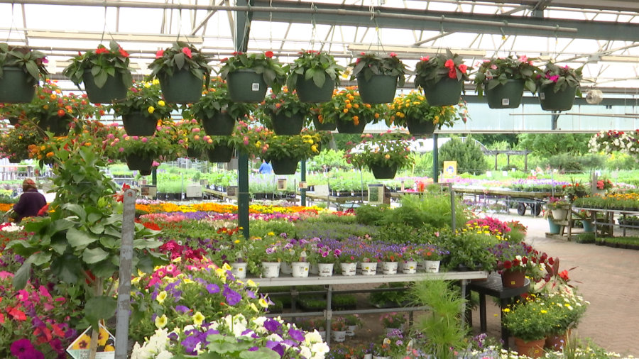 Grădinarii, alarmați: Gerul paște recoltele timpurii în Primăvară