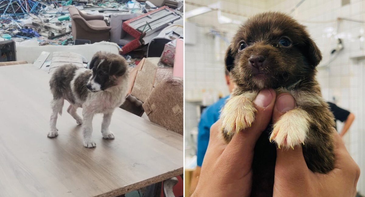 Autoritatea pentru Supravegherea și Protecția Animalelor (ASPA) București a preluat peste 600 de câini de pe domeniul public în primele trei luni ale acestui an, conform datelor oficiale