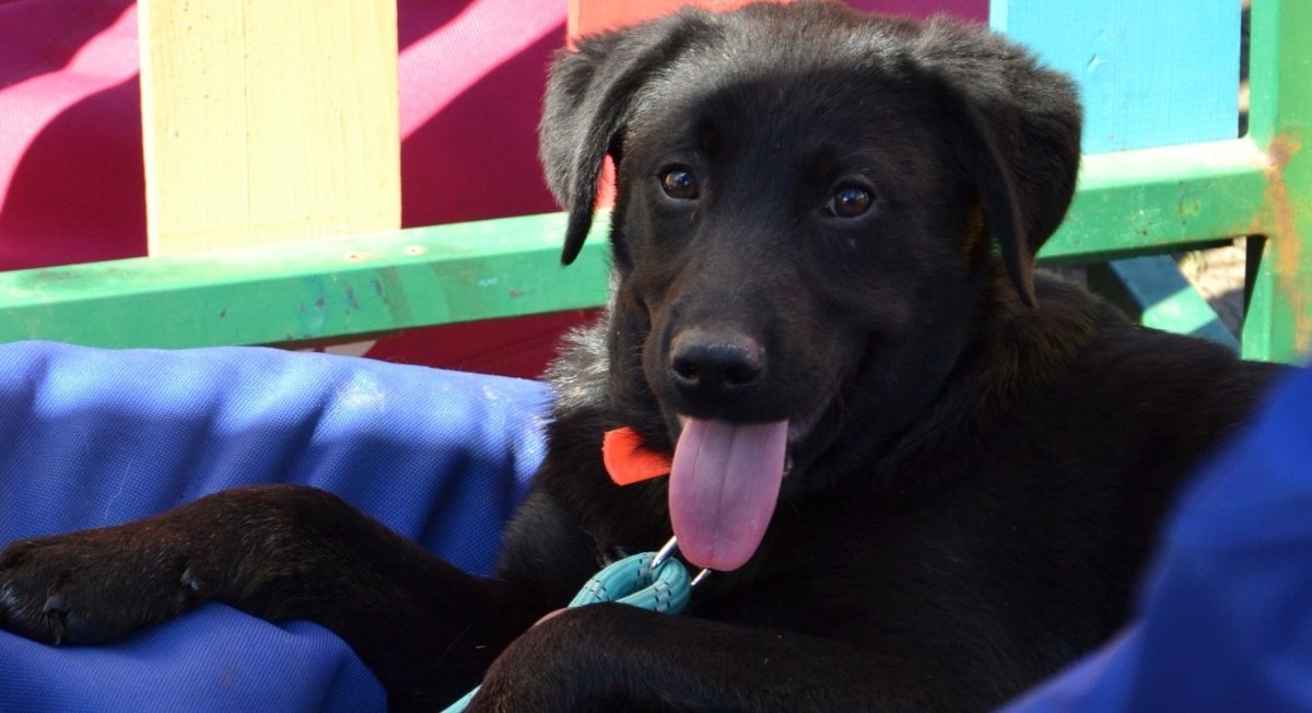 Primul târg de adopții de căței în aer liber organizat de ASPA în 2026