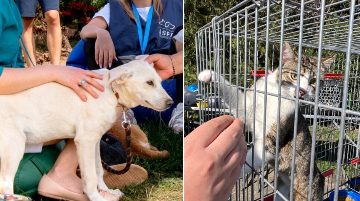 ASPA București anunță organizarea următorului târg de adopții pentru animale, programat pentru sâmbătă, 25 aprilie 2026, la esplanada ParkLake Shopping Center, între orele 10:00 și 18:00