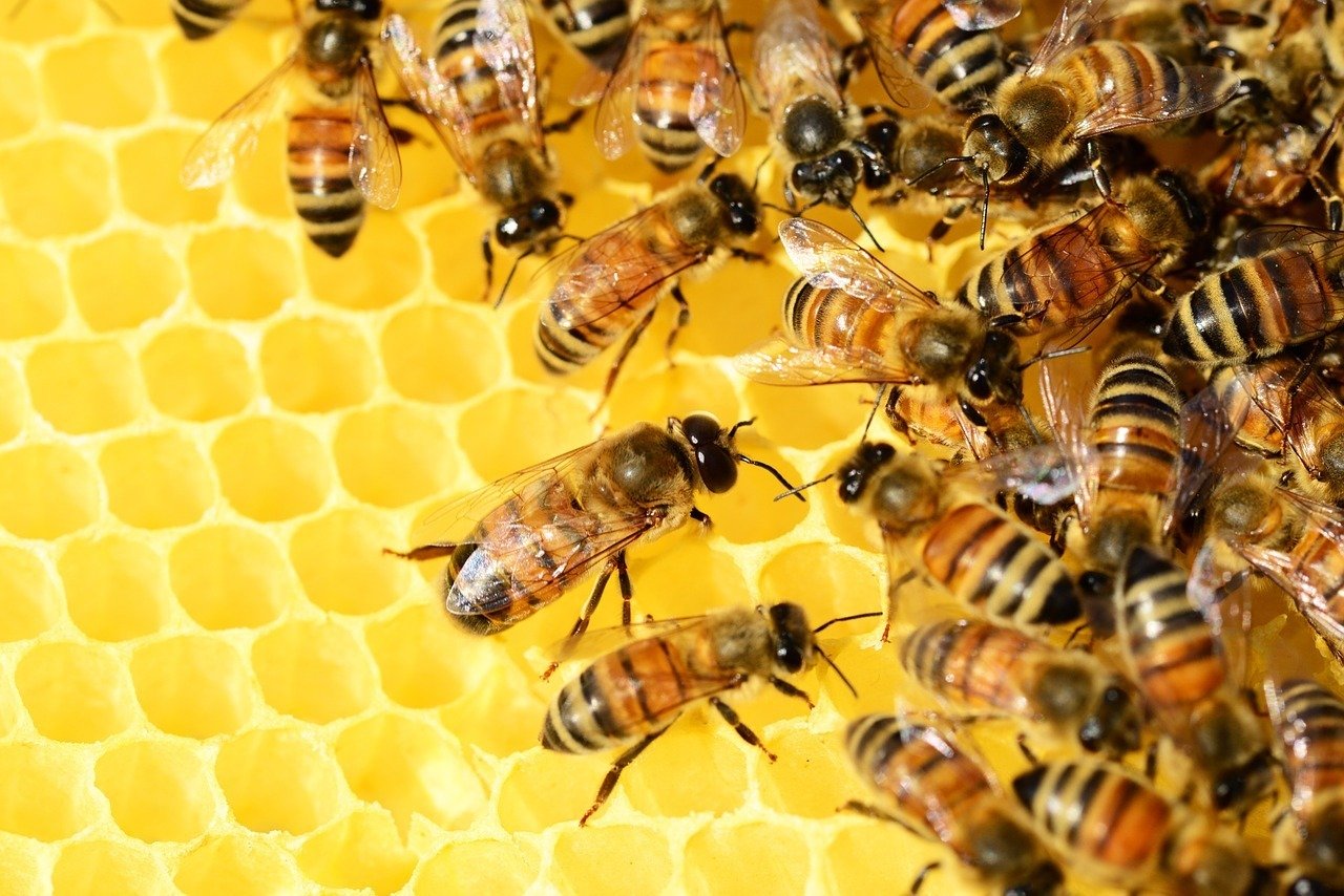 Albinele dispar, UE cere salvarea insectelor polenizatoare până în 2030