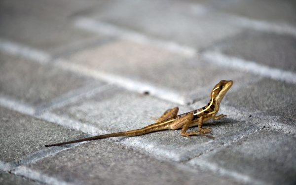 Animalele sălbatice, „invadatoare” urbane: Cum se adaptează la orașe