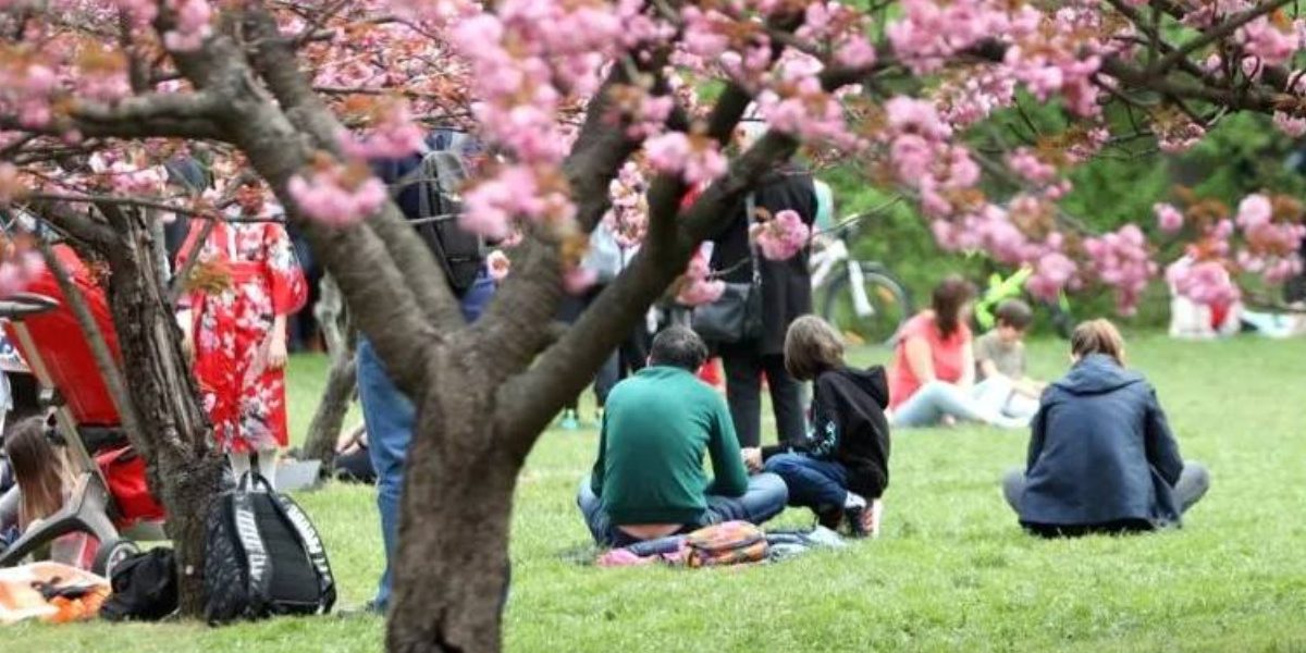 Tradiție SECULARĂ din Japonia, adoptată în PREMIERA în România