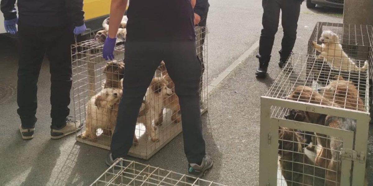 Zeci de câini, salvați din INFERNUL unui apartament din Sectorul 4, București