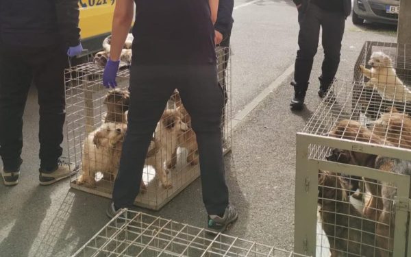 Zeci de câini, salvați din INFERNUL unui apartament din Sectorul 4, București