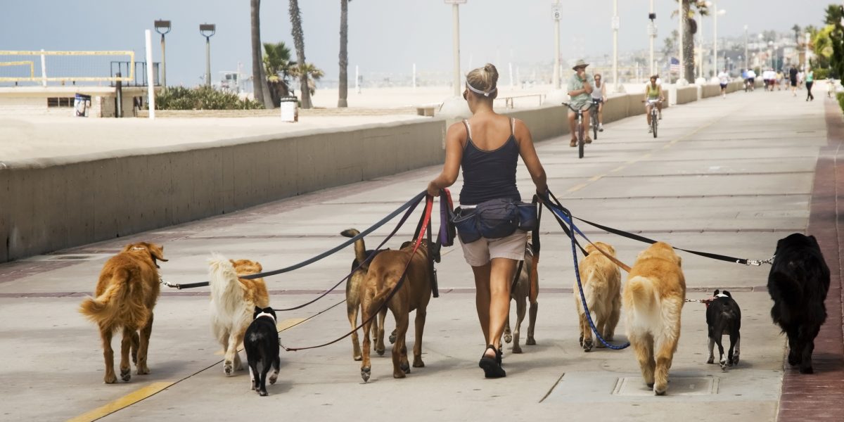 Câțiți ore poate sta câinele legat? NOI reglementări pentru proprietari