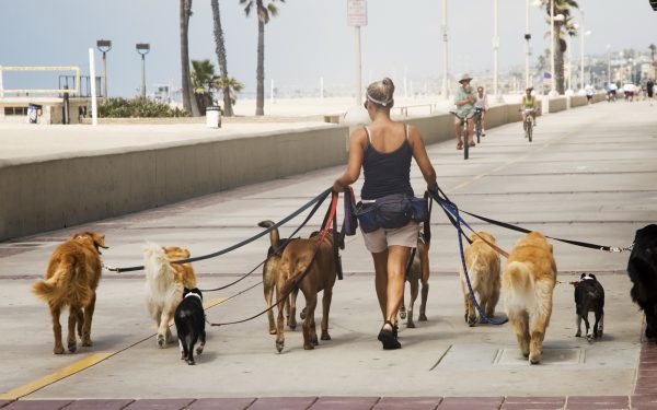 Câțiți ore poate sta câinele legat? NOI reglementări pentru proprietari