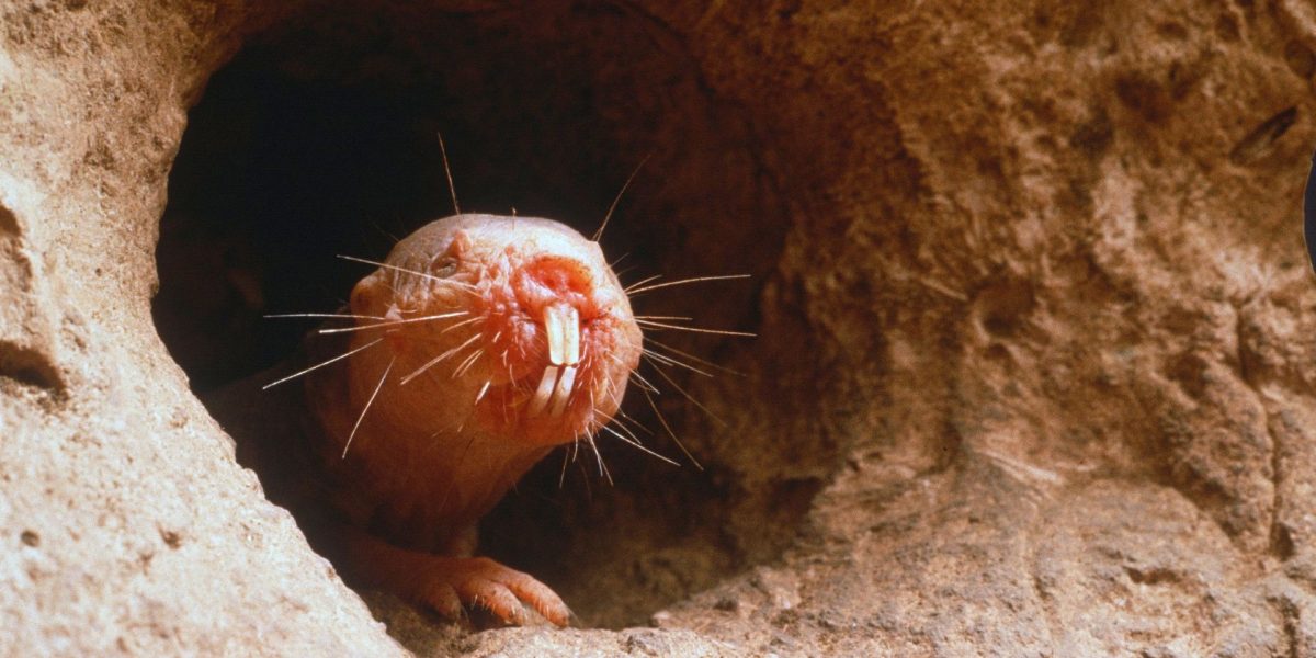 Cine simte cu dinții: Testul de cultură generală care te pune pe gânduri