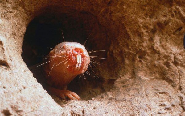 Cine simte cu dinții: Testul de cultură generală care te pune pe gânduri