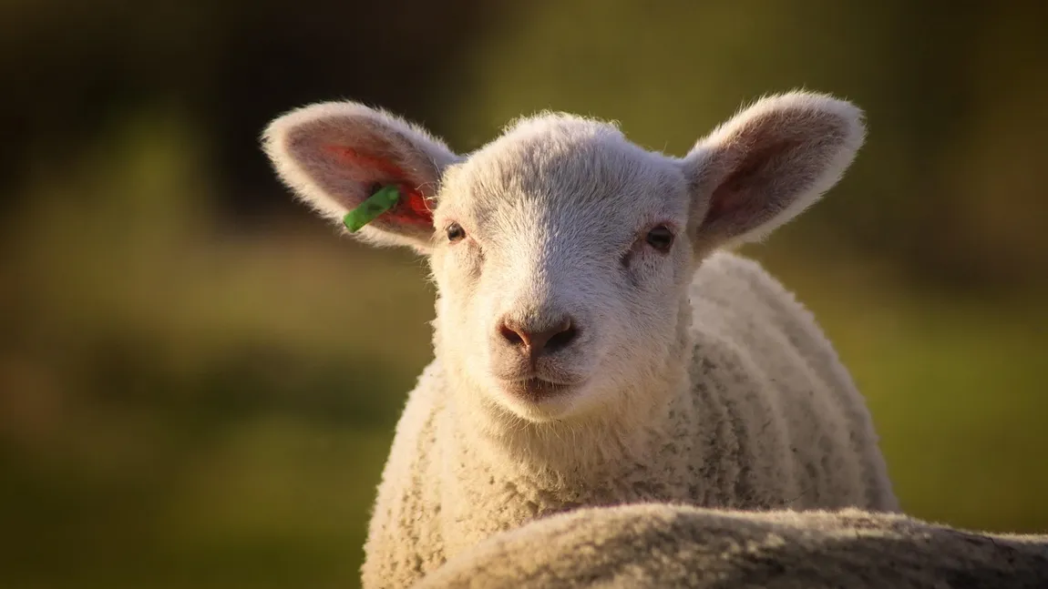 Prețurile mielului de Paște în retailurile din România diferă semnificativ în funcție de tipul de produs și de magazin, chiar dacă perioada de cumpărare este apropiată