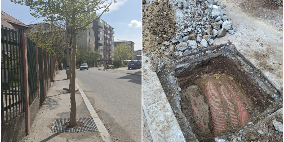 Revoltă în Sectorul 4: Copacii plantati pe trotuare înguste, peste cabluri