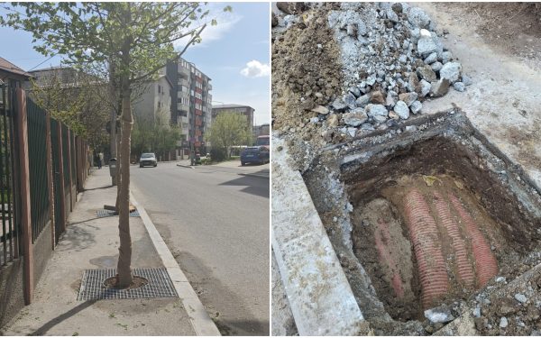 Revoltă în Sectorul 4: Copacii plantati pe trotuare înguste, peste cabluri