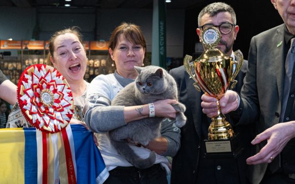 Uriașă din Bucovina își uimește Europa: Cea mai frumoasă pisică e din România!