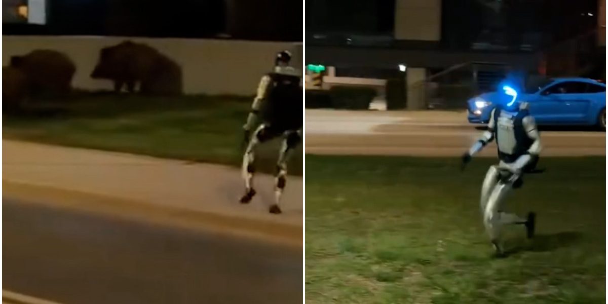 Robotul „Edward” a pus pe fugă mistreții prin Varșovia – IMAGINI VIRALE