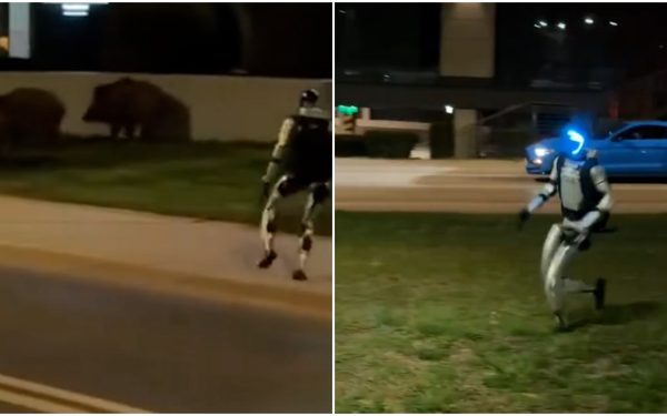 Robotul „Edward” a pus pe fugă mistreții prin Varșovia – IMAGINI VIRALE