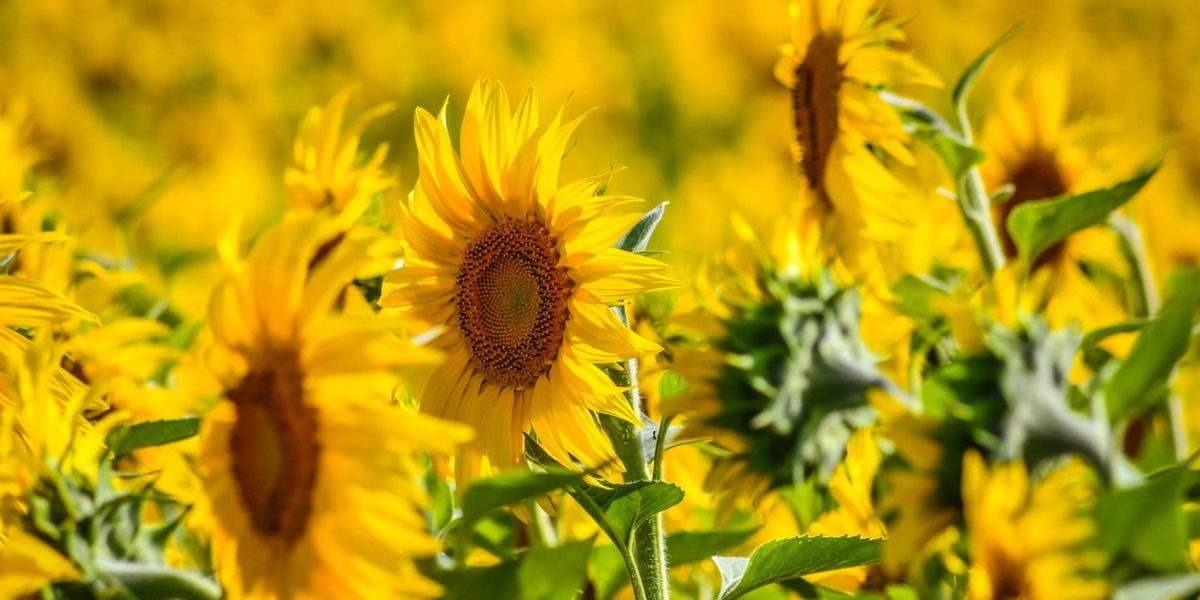 România, lider la floarea-soarelui: Depășește Franța, record istoric în UE