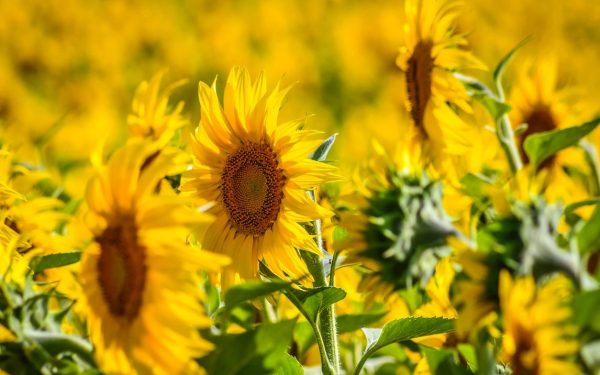 România, lider la floarea-soarelui: Depășește Franța, record istoric în UE