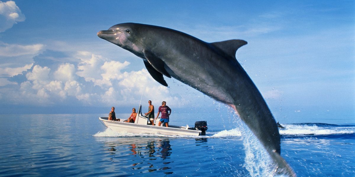 Delfini mor pe litoralul românesc: Tragedie la Constanța, 23 de animale moarte