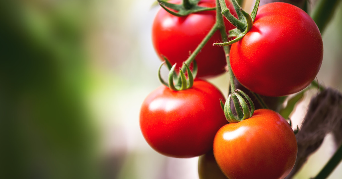 Producătorii de tomate din județul Olt au început deja, din luna martie, să recolteze și să livreze pe piața en gros roșii cu prețuri de 40-42 de lei pe kilogram, în condițiile în care perioada obișnuită de comercializare a acestora este abia spre sfârșitul lunii aprilie sau începutul lunii mai