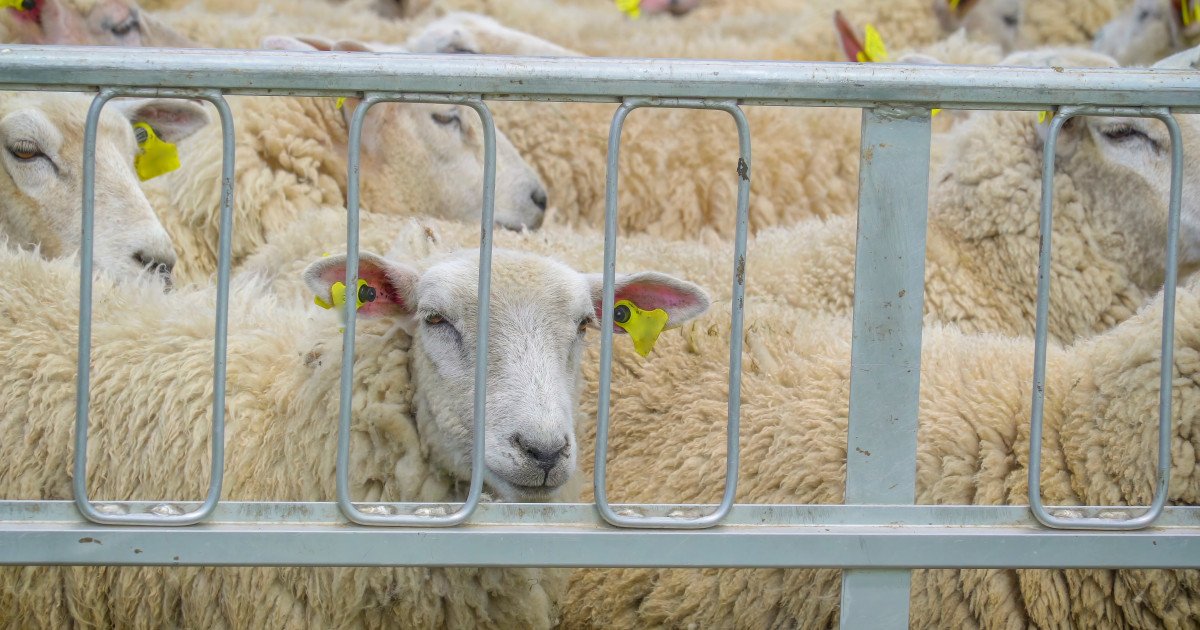 Conflictul din Orientul Mijlociu afectează deja exporturile de ovine din România, iar efectele vor fi resimțite mai pregnant după Paște, avertizează Direcția Sanitară Veterinară și pentru Siguranța Alimentelor (DSVSA) Buzău