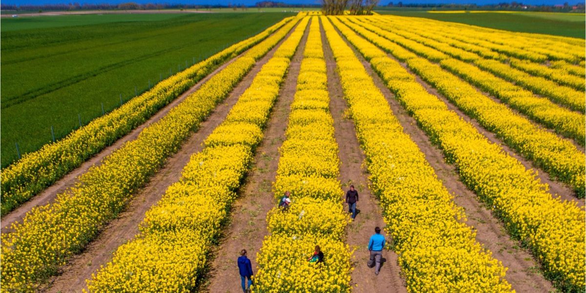 SUA vs. Iran zguduie piețele agricole. Expert: România, ferită de penurie!