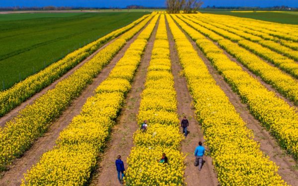 SUA vs. Iran zguduie piețele agricole. Expert: România, ferită de penurie!