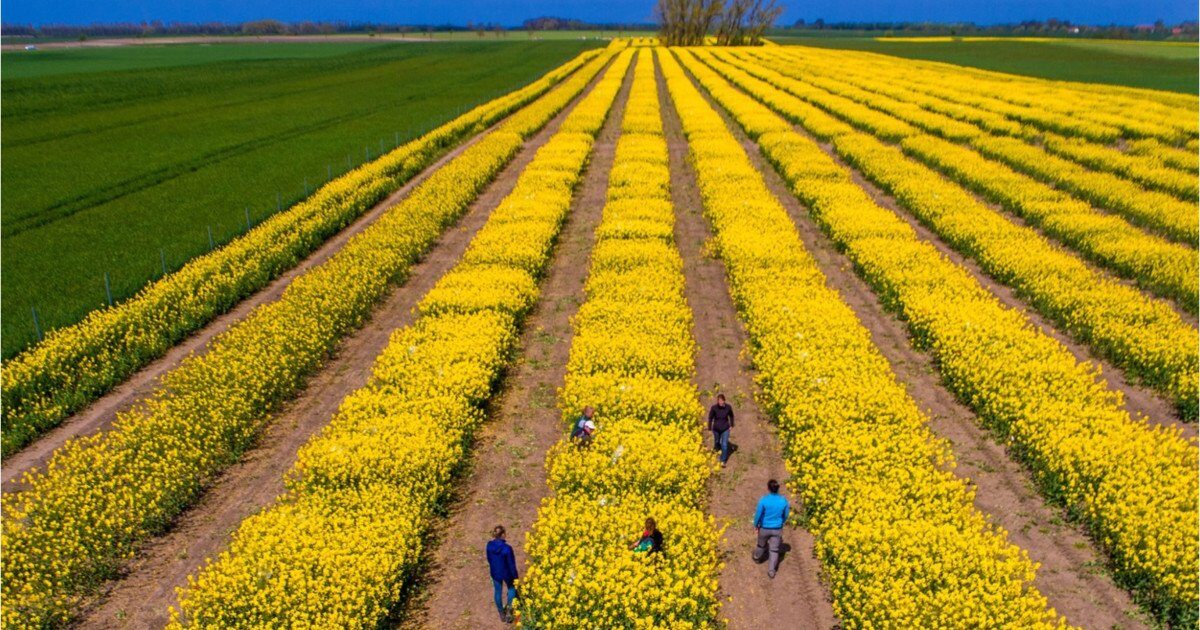 SUA vs. Iran zguduie piețele agricole. Expert: România, ferită de penurie!