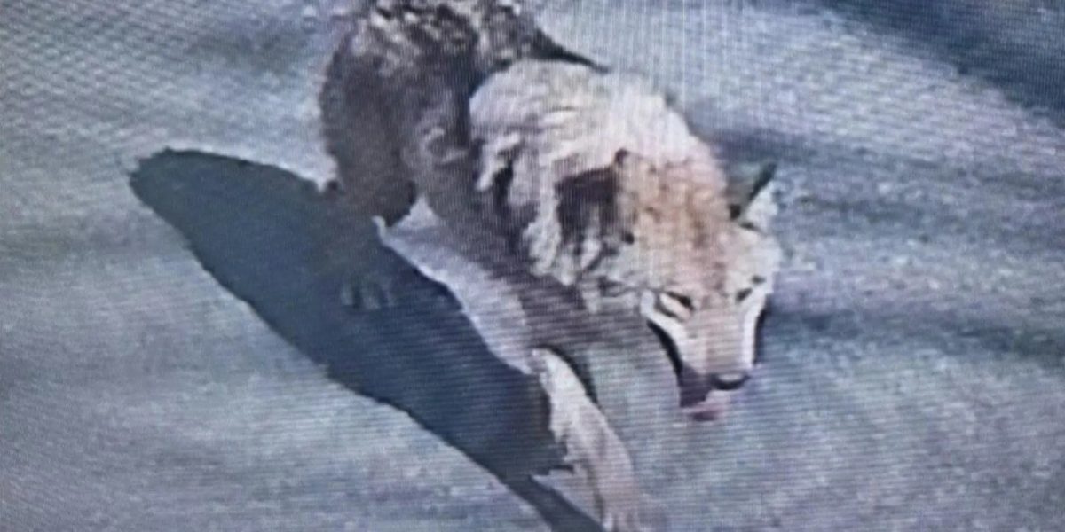 Lupul fugar terorizează Coreea de Sud: Mobilizare militară masivă, mesaj de la Președinte