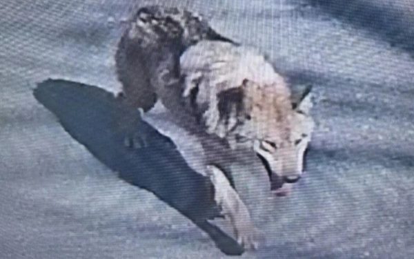 Lupul fugar terorizează Coreea de Sud: Mobilizare militară masivă, mesaj de la Președinte