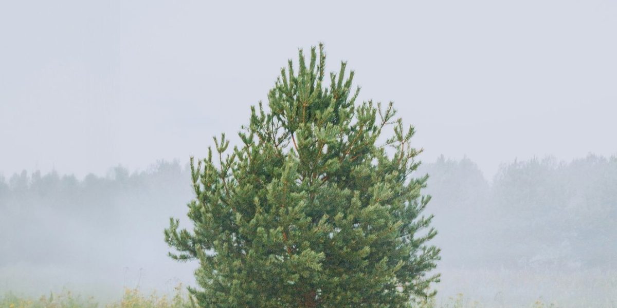 Meteo: Prognoza pentru 17 Aprilie în Mid-Michigan, SUA. Avertizări noi