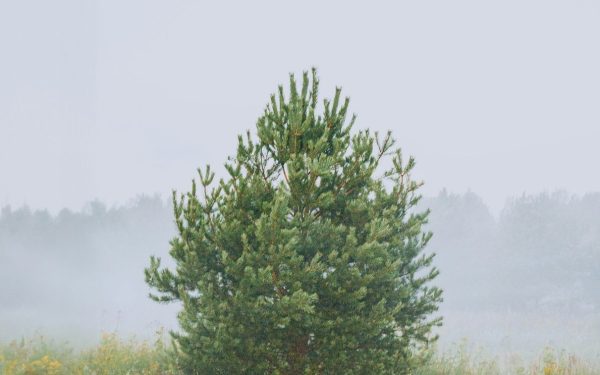 Meteo: Prognoza pentru 17 Aprilie în Mid-Michigan, SUA. Avertizări noi